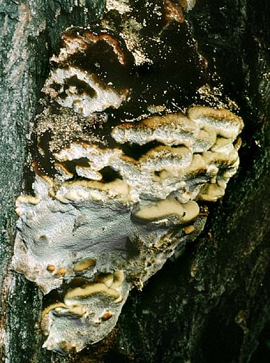 Blasse Borstentramete-Coriolopsis trogii