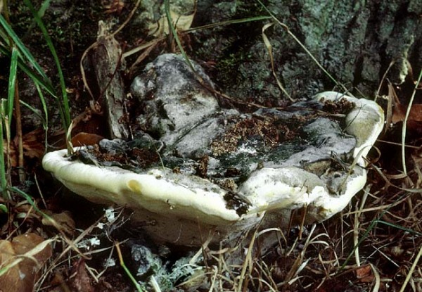 Eschen-Baumschwamm-Perenniporia fraxinea