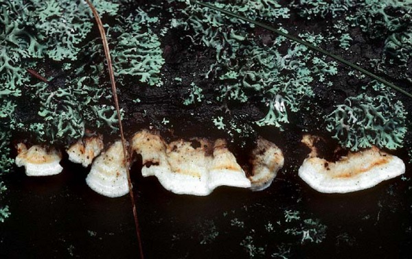 Gleozystiden Saftporling-Postia leucomallella