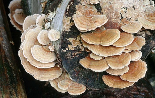 : Tramete-Tremetes ochracea