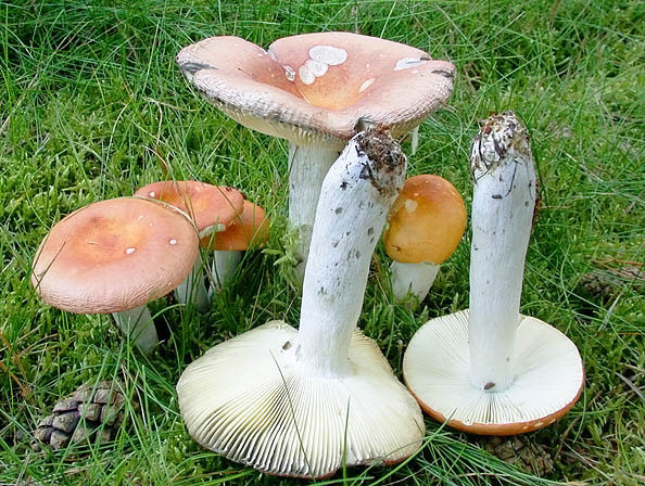 Orangeroter Graustieltäubling-Russula decolorans