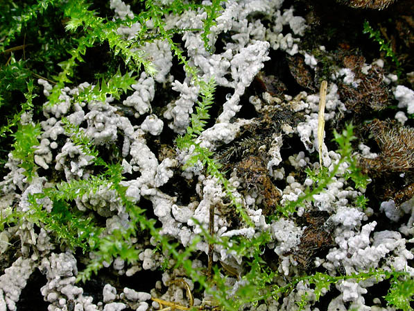 Körnighaariges Filzgewebe-Tomentella pilosa