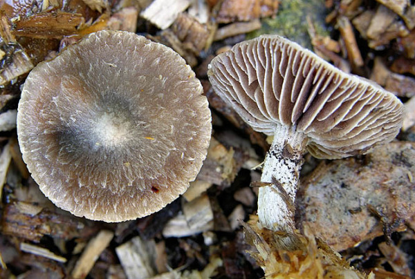 Rautensporiger Kahlkopf-Psilocybe phyllogena
