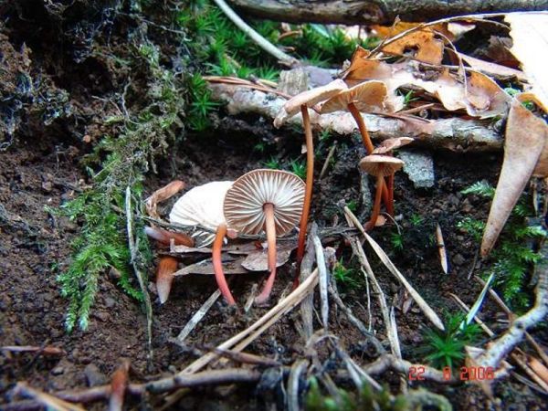 Knoblauchschwindling-Mycetinis scorodonius