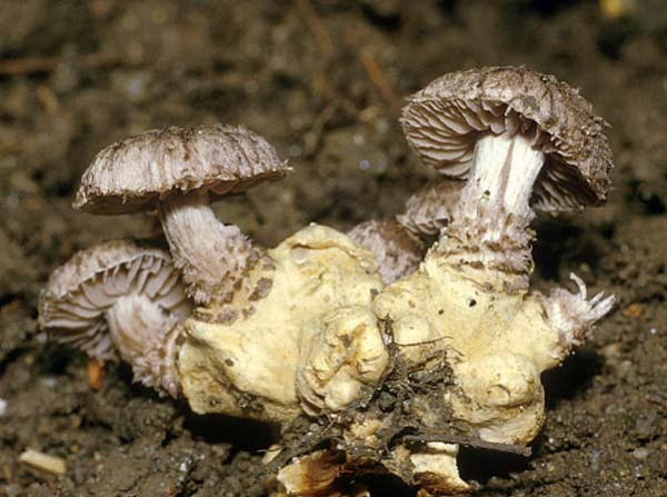 Duftender Schuppenwulstling-Squamanita odorata
