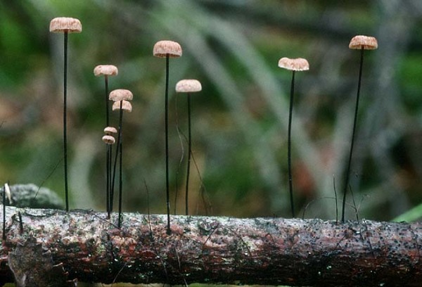 Rosshaarschwindling-Marasmius androsaceus