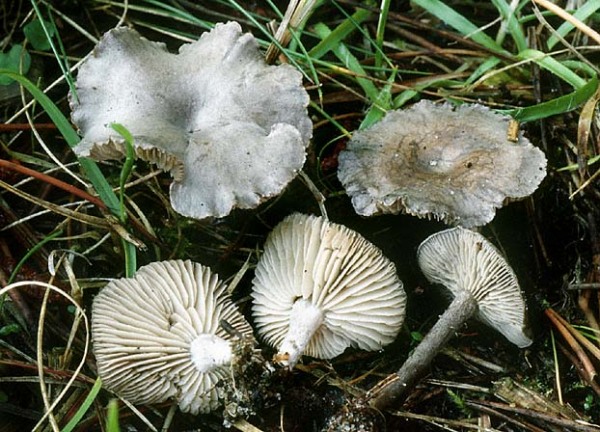 Rissiger Tellerling-Rhodocybe caelata
