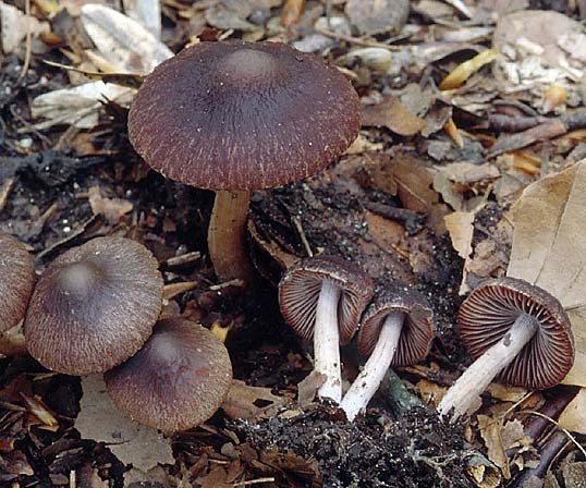 Purpurner Mürbling-Psathyrella bipellis