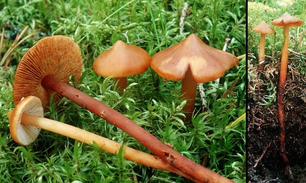 Spindelsporiger Wurzelschnitzling-Phaeocollybia christinae