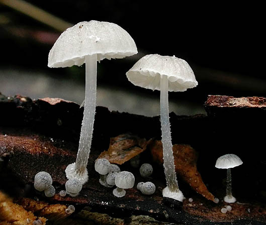 : Helmling-Mycena clavata