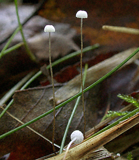 Niederliegender Schwindling-Marasmius setosus