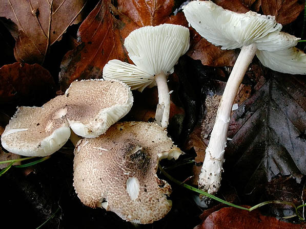 Körnigschuppiger Schirmling-Lepiota subgracilis
