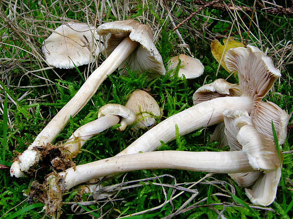 Wollfädiger Risspilz-Inocybe sindonia