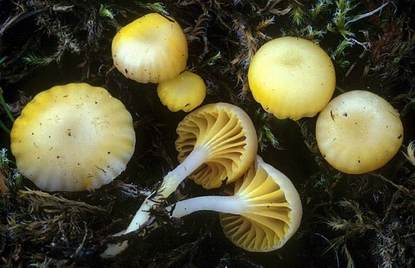 Gelbweißer Saftling-Hygrocybe citrinopallida