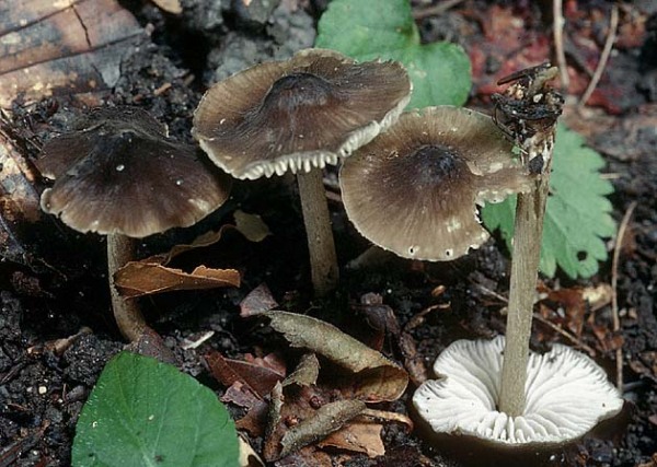 Faltiggerunzelter Wasserfuß-Hydropus trichodermus