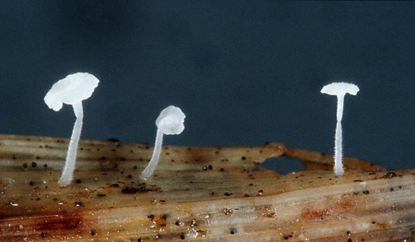 : Scheinhelmling-Hemimycena cyphelloides