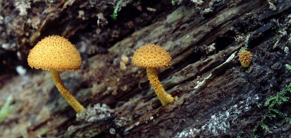 Grobwarziger Flockenschüppling-Flammulaster muricatus
