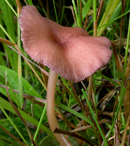 : Rötling-Entoloma callirhodon