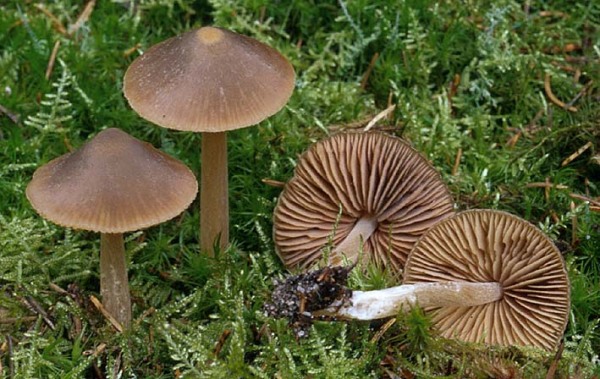 Verblassender Glöckling-Entoloma pallescens