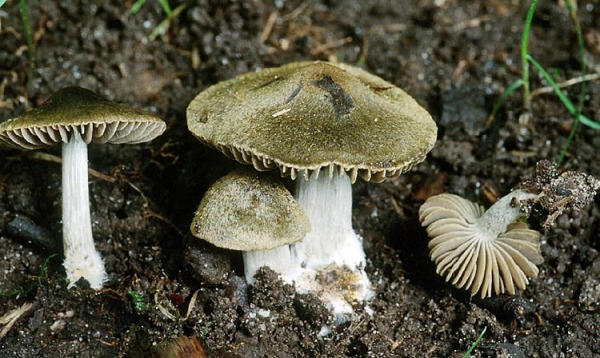 Grünschillernder Rötling-Entoloma versatile