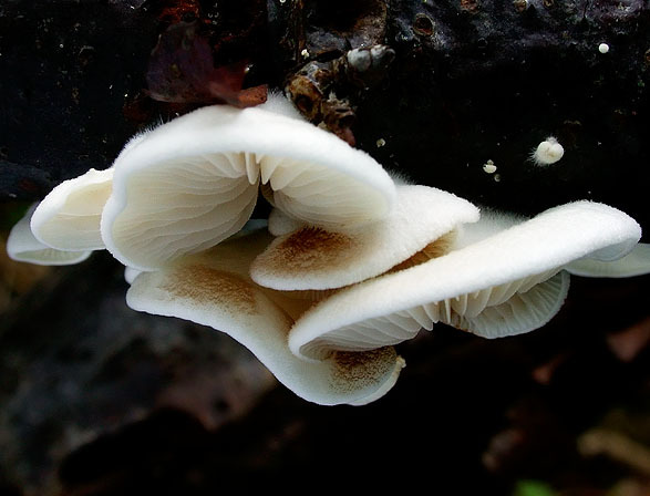 : Stummelfüsschen-Crepidotus subverrucisporus