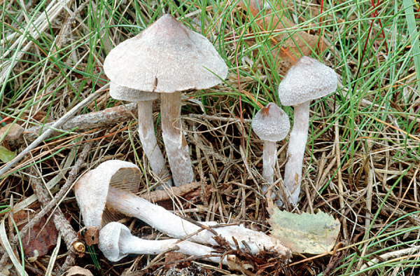 Weissflockiger Gürtelfuss-Cortinarius hemitrichus