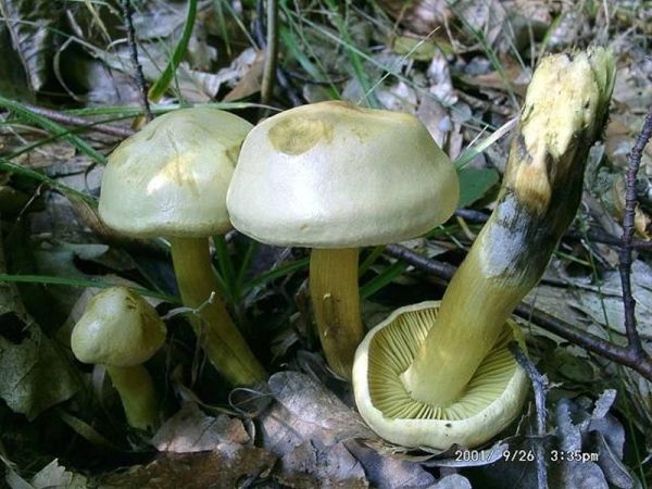 Schwefelritterling-Tricholoma sulfureum