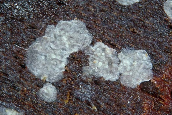 Schlauch-Rindenpilz-Ascocorticium anomalum