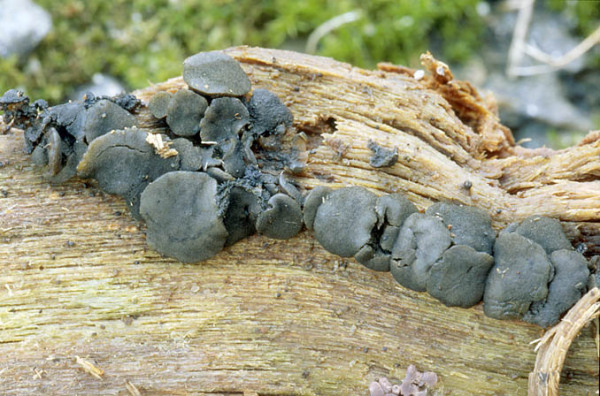 : Bulgariella-Bulgariella pulla