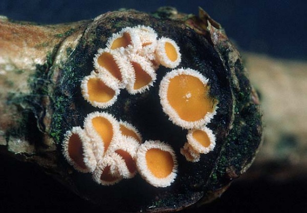Zweifarbiges Haarbecherchen-Lachnum bicolor