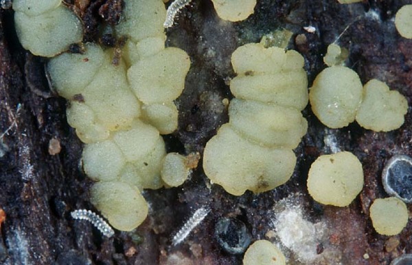 Lauchgrünes Gallertbecherchen-Claussenomyces prasinulus