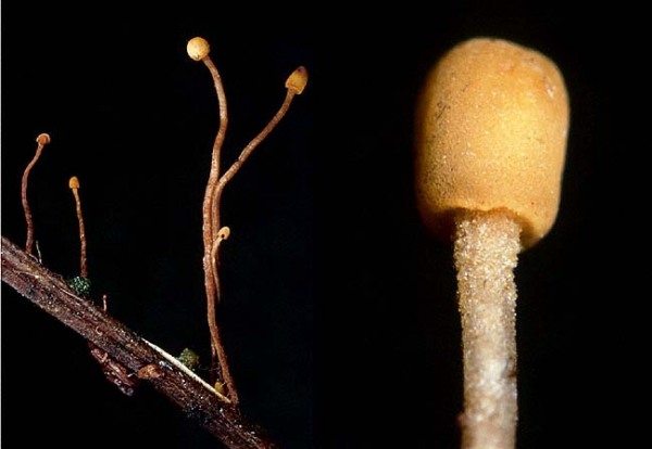 : Haubenpilz-Heyderia pusilla
