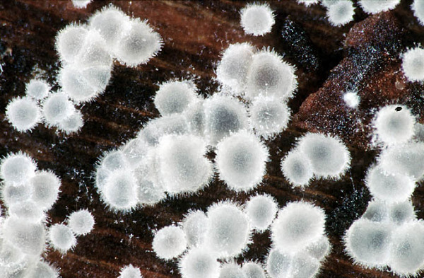 Hyaloscypha fuckelii var. fuckelii-Hyaloscypha fuckelii var. fuckeli