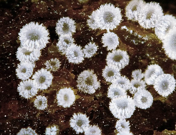 Seppos Haarbecherchen-Hyaloscypha britannica