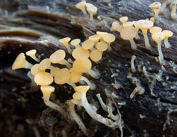 : Stengelbecherchen-Hymenoscyphus salicellus