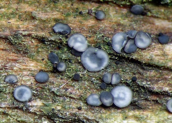 Aschfahles Weichbecherchen-Mollisia cinerea forma cinerea