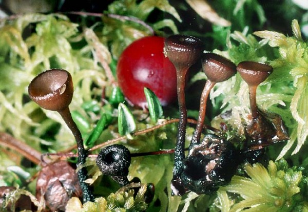 Moosbeer-Fruchtbecherchen-Monilinia oxycocci