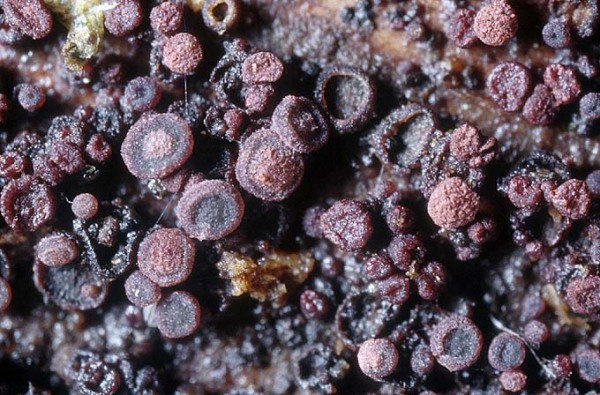 :-Patellariopsis atrovinosa