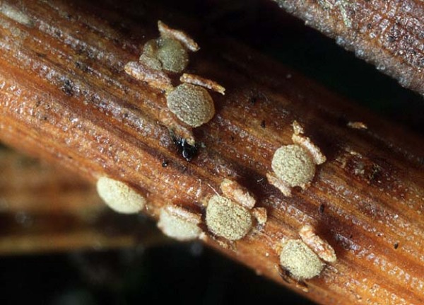 :-Phacidium lacerum