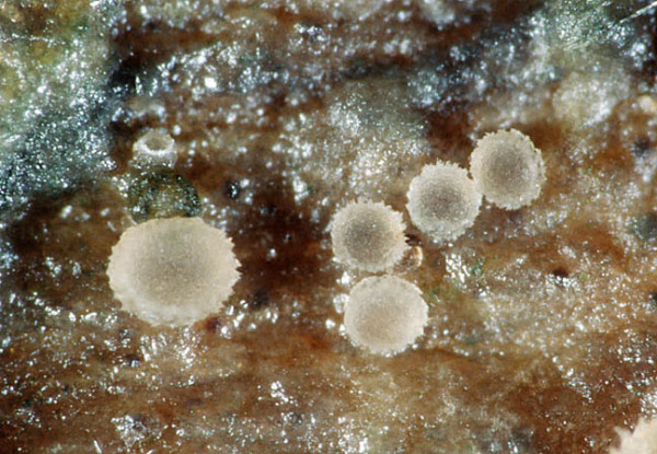 : Zwergbecherchen-Protounguicularia barbata