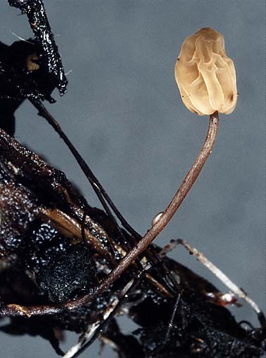 :-Scleromitrula calthicola