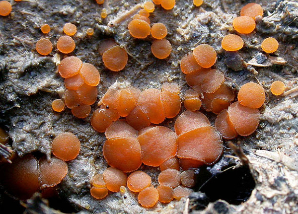 Körniger Rinderdungbecherling-Coprobia granulata
