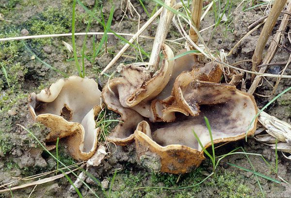 : Sandborstling-Geopora foliacea