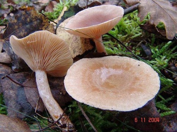 Blasser Duftmilchling-Lactarius glyciosmus