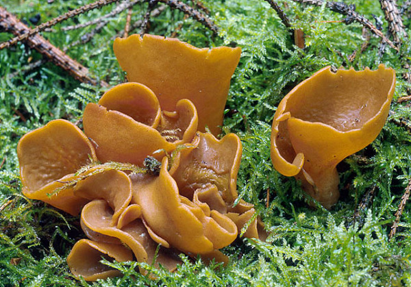 Hasenohr-Otidea leporina