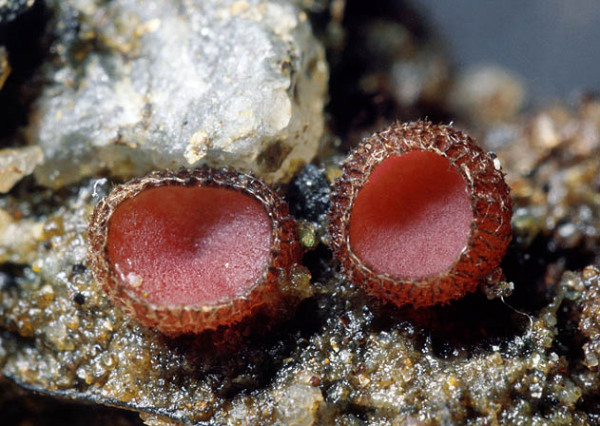 Himbeerfarbener Schildborstenpilz-Parascutellinia arctespora