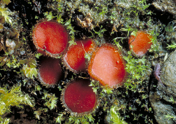 : Schildborstling-Scutellinia macrospora