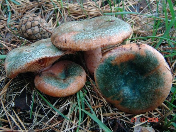 Spangrüner Kiefernreizker-Lactarius semisanguifluus
