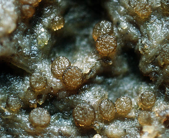:-Thelebolus microsporus