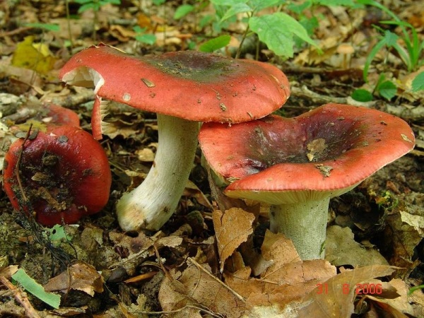 Purpurschwarzer Täubling-Russula atropurpurea